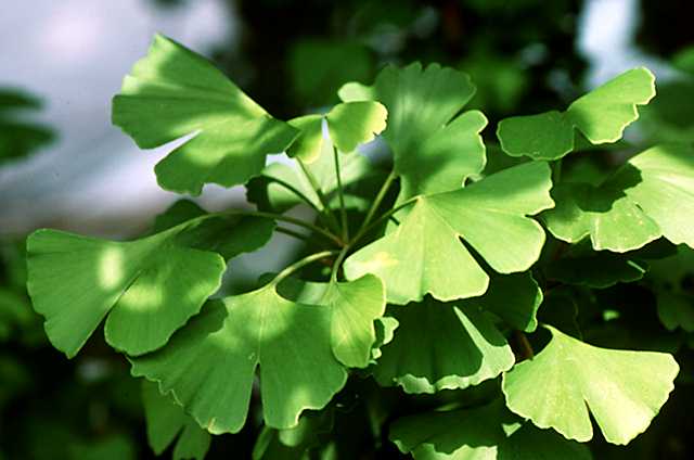 Ginkgo Biloba L.: Mental Health Benefits from the World’s Oldest Living Tree